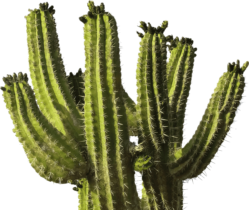 cactus image